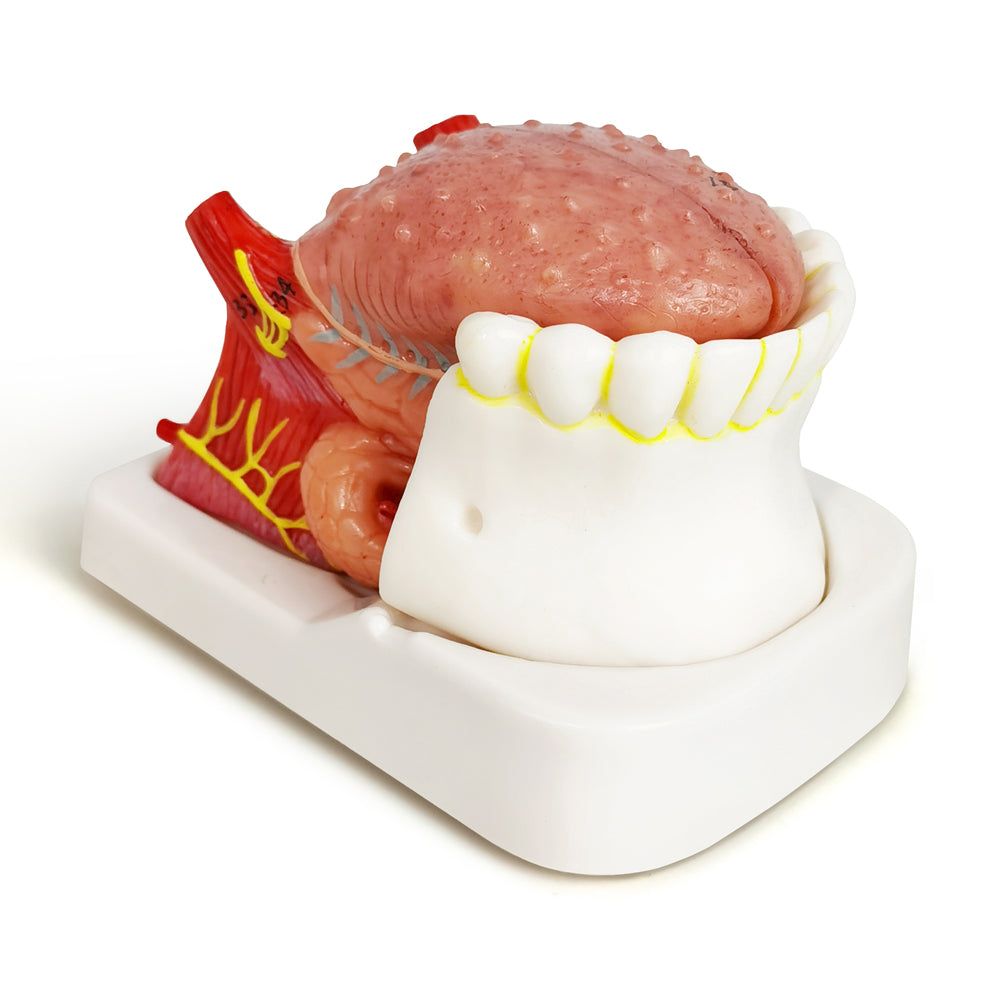Evotech Scientific Human Tongue Anatomy Model Life Size Numbered with Mandible and Lower Teeth