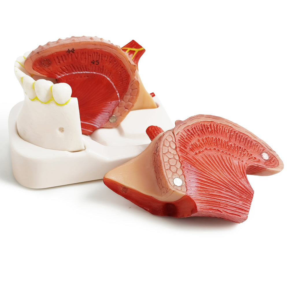 Evotech Scientific Human Tongue Anatomy Model Life Size Numbered with Mandible and Lower Teeth