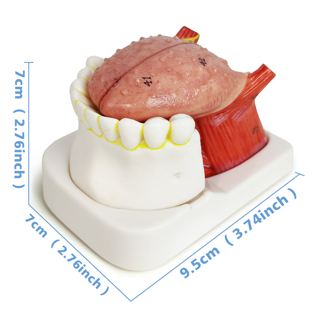 Evotech Scientific Human Tongue Anatomy Model Life Size Numbered with Mandible and Lower Teeth