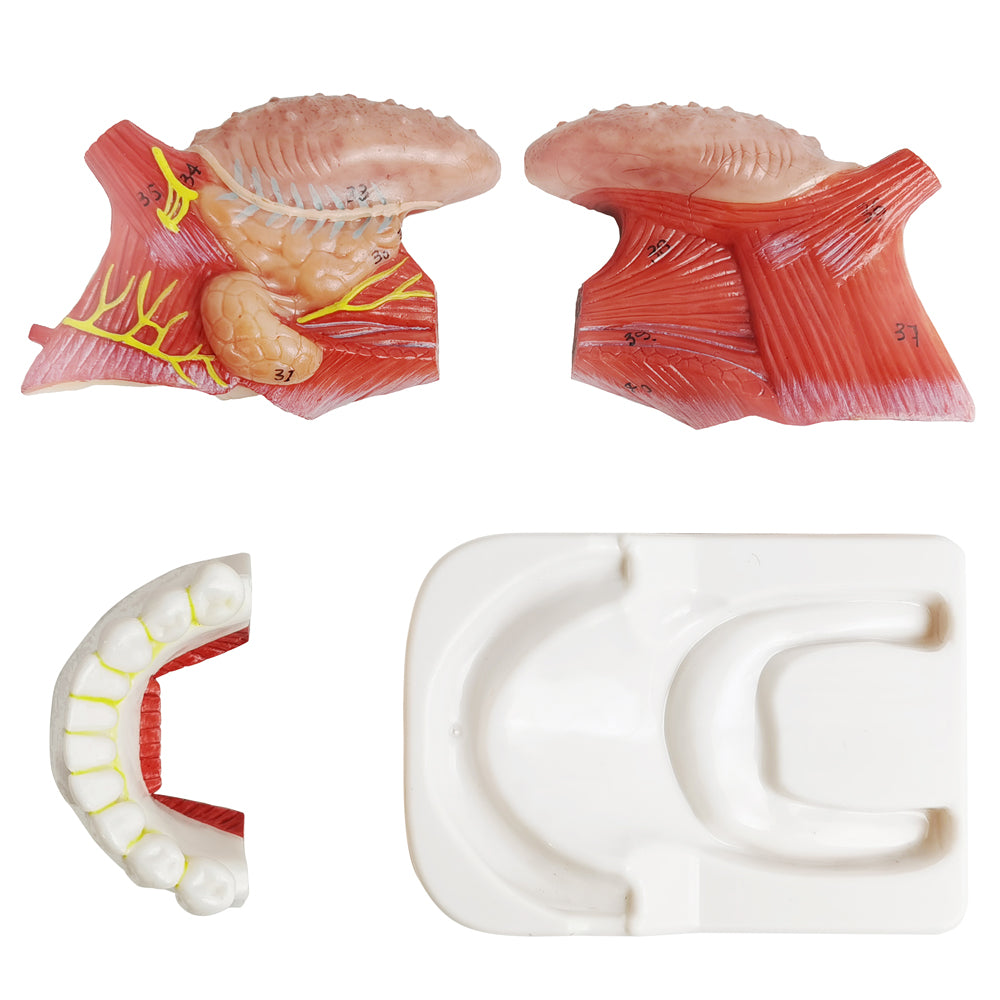 Evotech Scientific Human Tongue Anatomy Model Life Size Numbered with Mandible and Lower Teeth