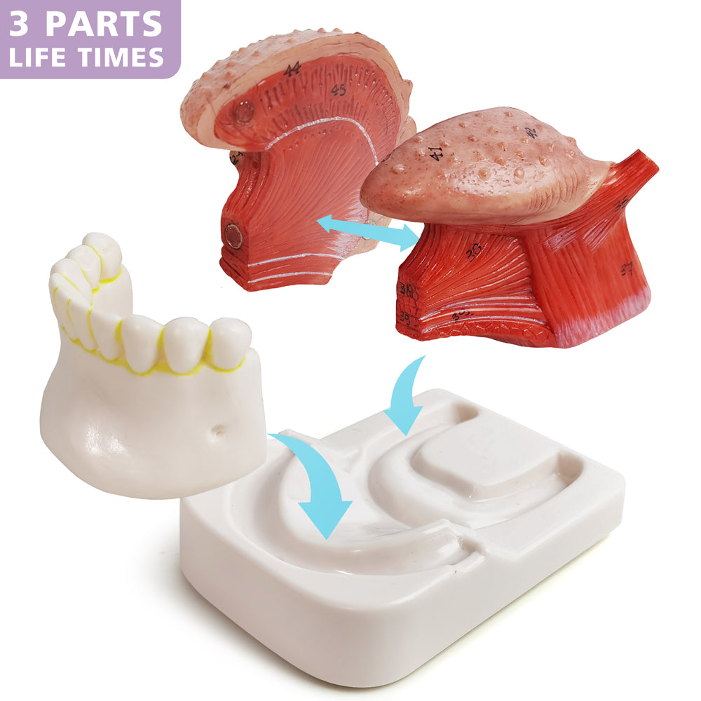 Evotech Scientific Human Tongue Anatomy Model Life Size Numbered with Mandible and Lower Teeth