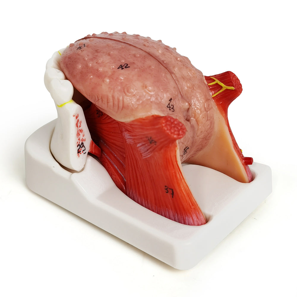 Evotech Scientific Human Tongue Anatomy Model Life Size Numbered with Mandible and Lower Teeth