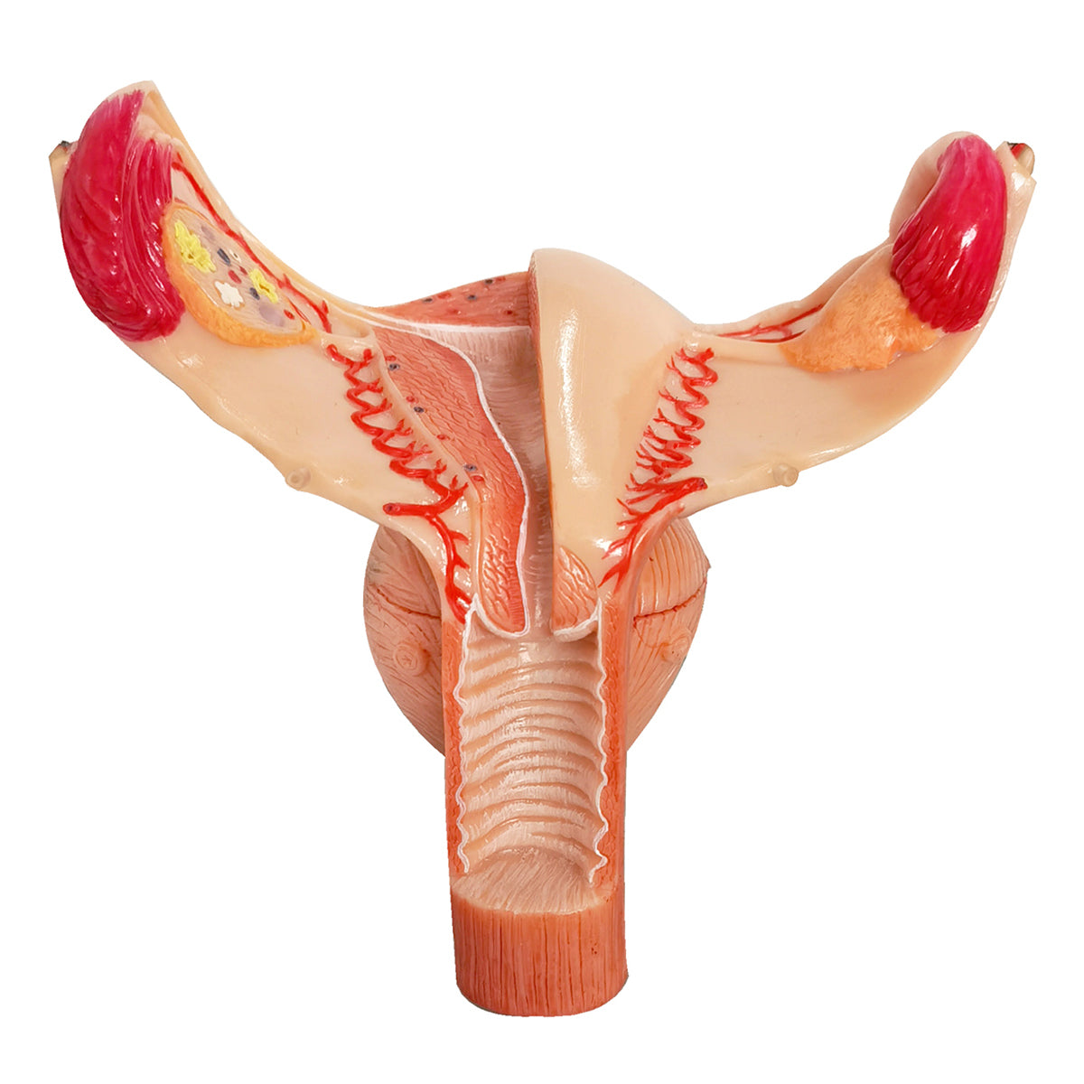 Evotech Scientific Human Uterus Ovary Urinary Bladder Vagina Model On Plexiglass Base