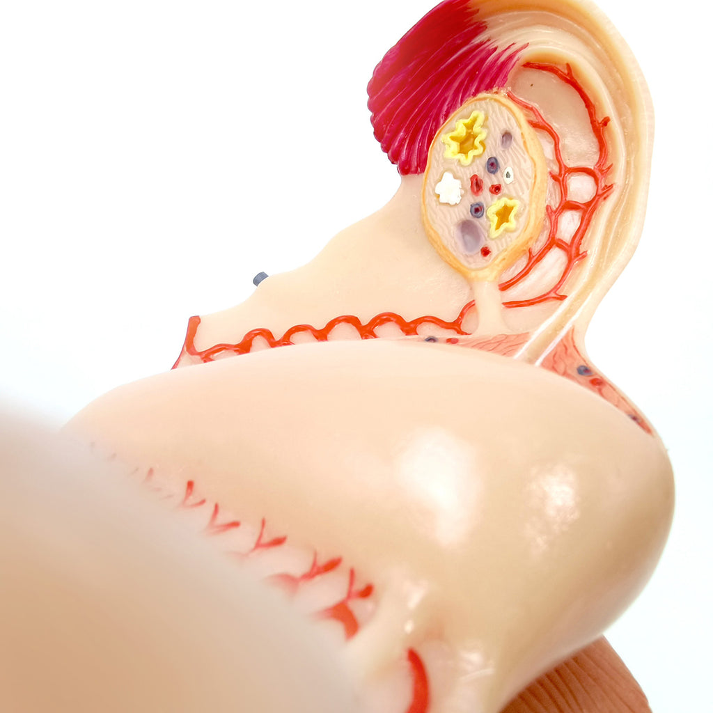 Evotech Scientific Human Uterus Ovary Urinary Bladder Vagina Model On Plexiglass Base