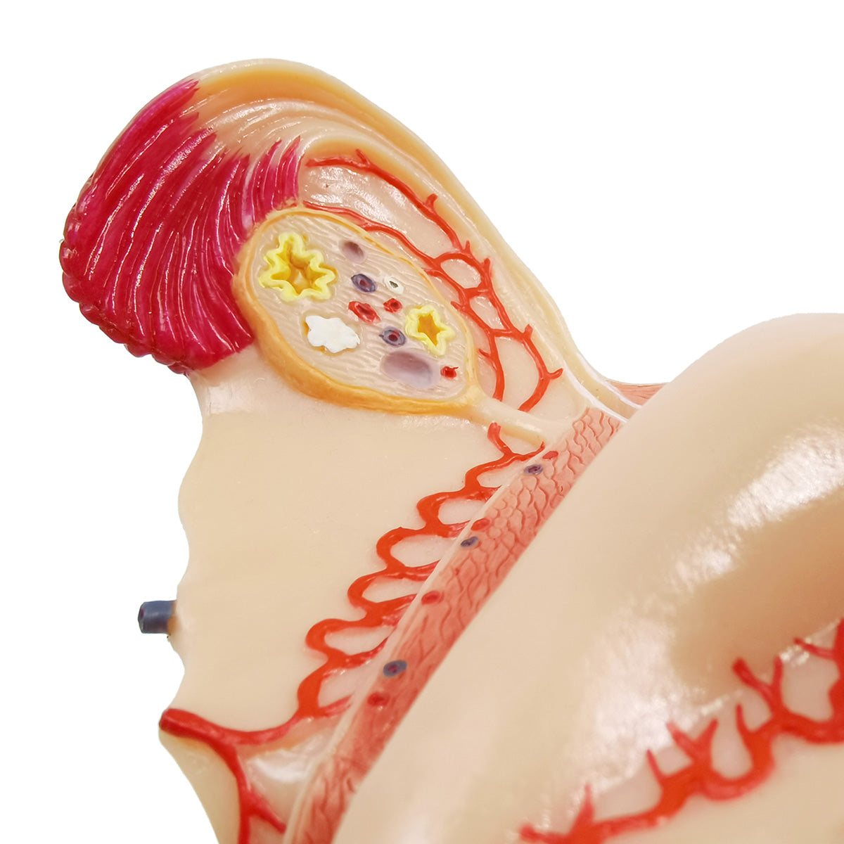 Evotech Scientific Human Uterus Ovary Urinary Bladder Vagina Model On Plexiglass Base
