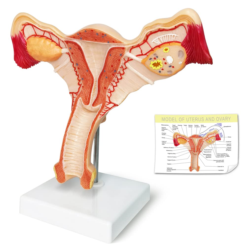 Evotech Scientific Human Uterus and Ovary Model Female Genital Organs Model