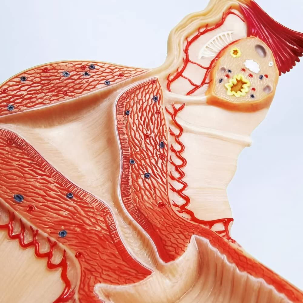 Evotech Scientific Human Uterus and Ovary Model Female Genital Organs Model