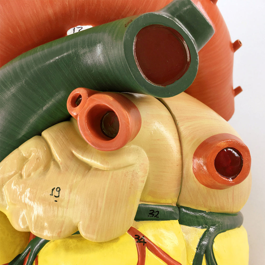 Evotech Scientific Large Human Heart Model 3x Life-Size Numbered Anatomical Heart