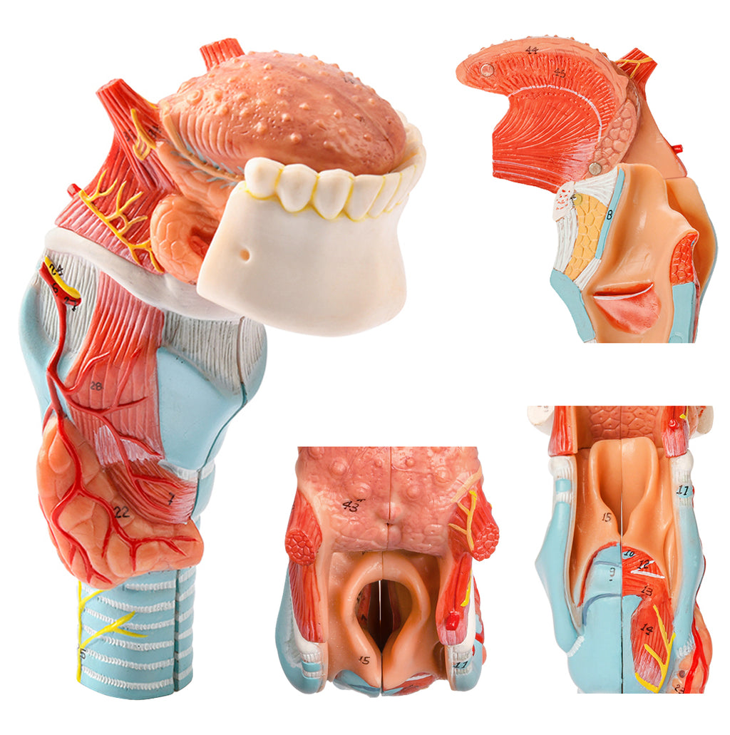 Evotech Scientific Larynx and Tongue Anatomical Model, 2x Life-size, 5 Parts