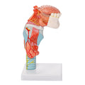 Evotech Scientific Larynx and Tongue Anatomical Model, 2x Life-size, 5 Parts