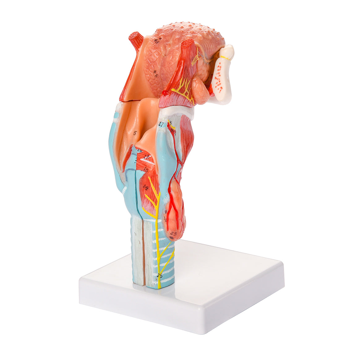 Evotech Scientific Larynx and Tongue Anatomical Model, 2x Life-size, 5 Parts