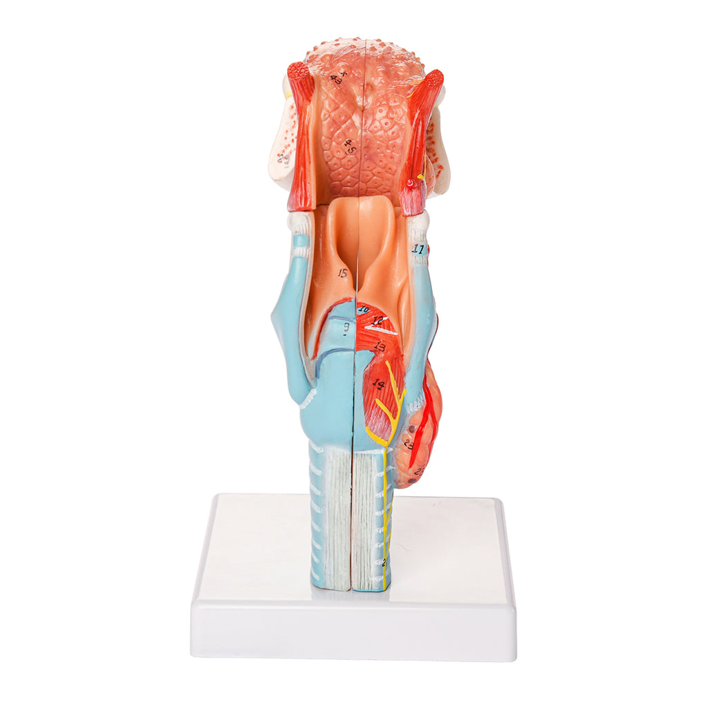 Evotech Scientific Larynx and Tongue Anatomical Model, 2x Life-size, 5 Parts