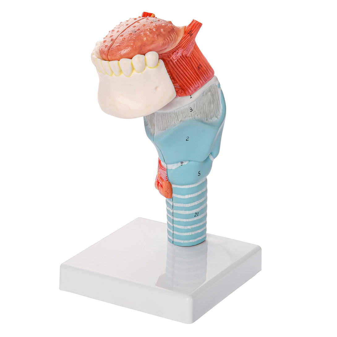 Evotech Scientific Larynx and Tongue Anatomical Model, 2x Life-size, 5 Parts