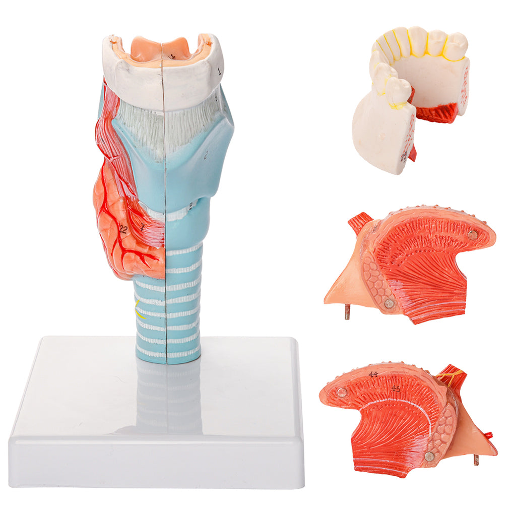 Evotech Scientific Larynx and Tongue Anatomical Model, 2x Life-size, 5 Parts