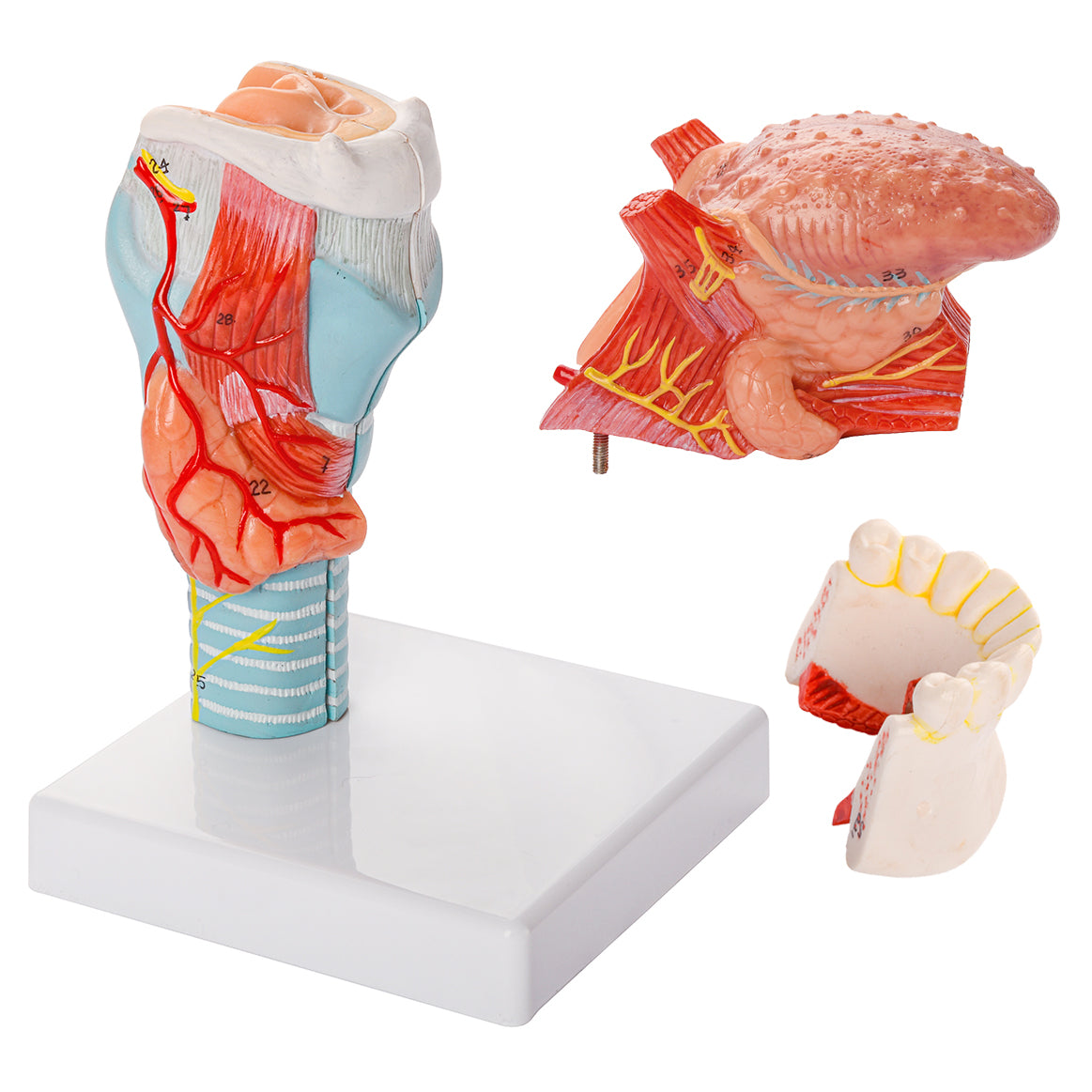 Evotech Scientific Larynx and Tongue Anatomical Model, 2x Life-size, 5 Parts