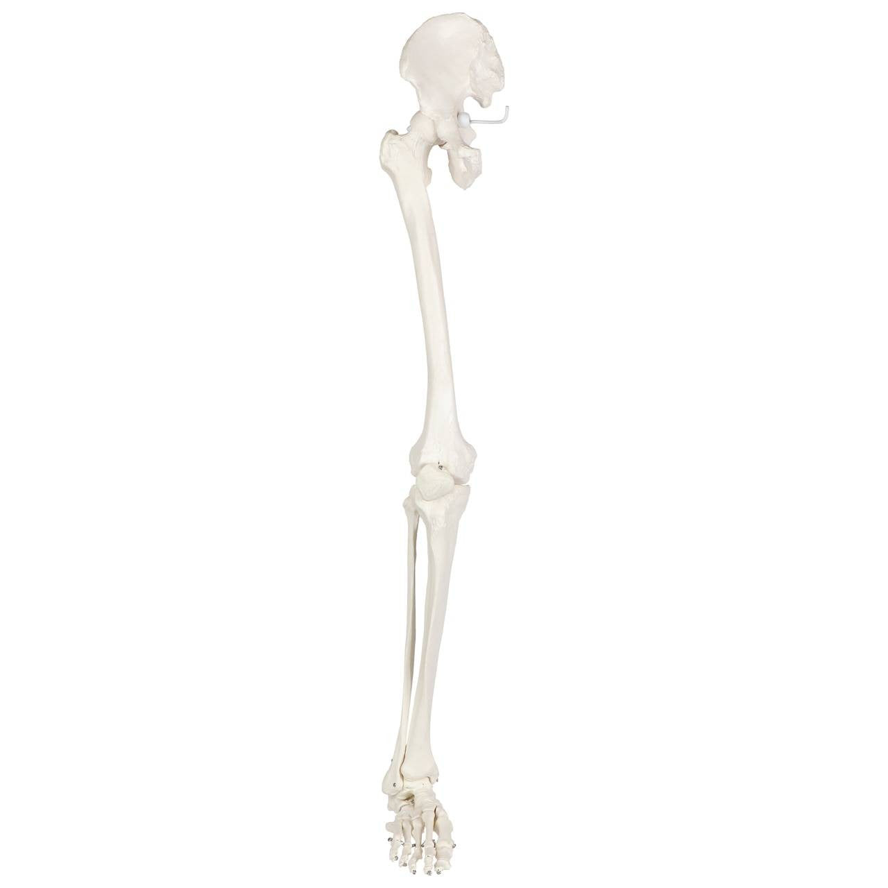 Evotech Scientific Life-Size 36" Human Leg Skeleton with Hip Joint and Articulated Foot Anatomy Model