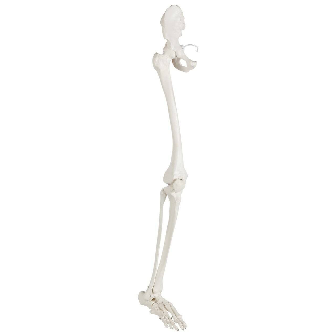 Evotech Scientific Life-Size 36" Human Leg Skeleton with Hip Joint and Articulated Foot Anatomy Model