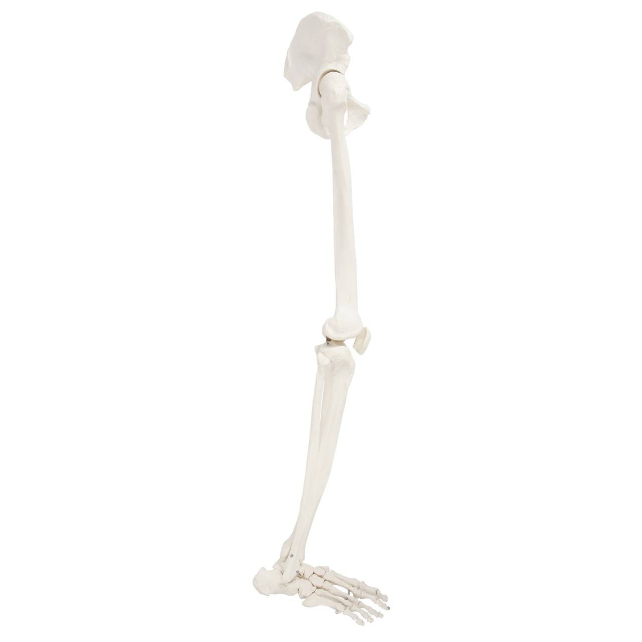 Evotech Scientific Life-Size 36" Human Leg Skeleton with Hip Joint and Articulated Foot Anatomy Model
