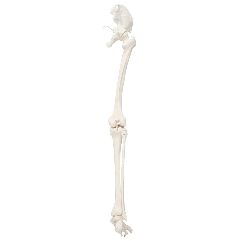 Evotech Scientific Life-Size 36" Human Leg Skeleton with Hip Joint and Articulated Foot Anatomy Model
