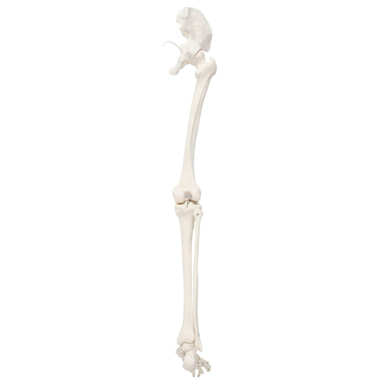 Evotech Scientific Life-Size 36" Human Leg Skeleton with Hip Joint and Articulated Foot Anatomy Model