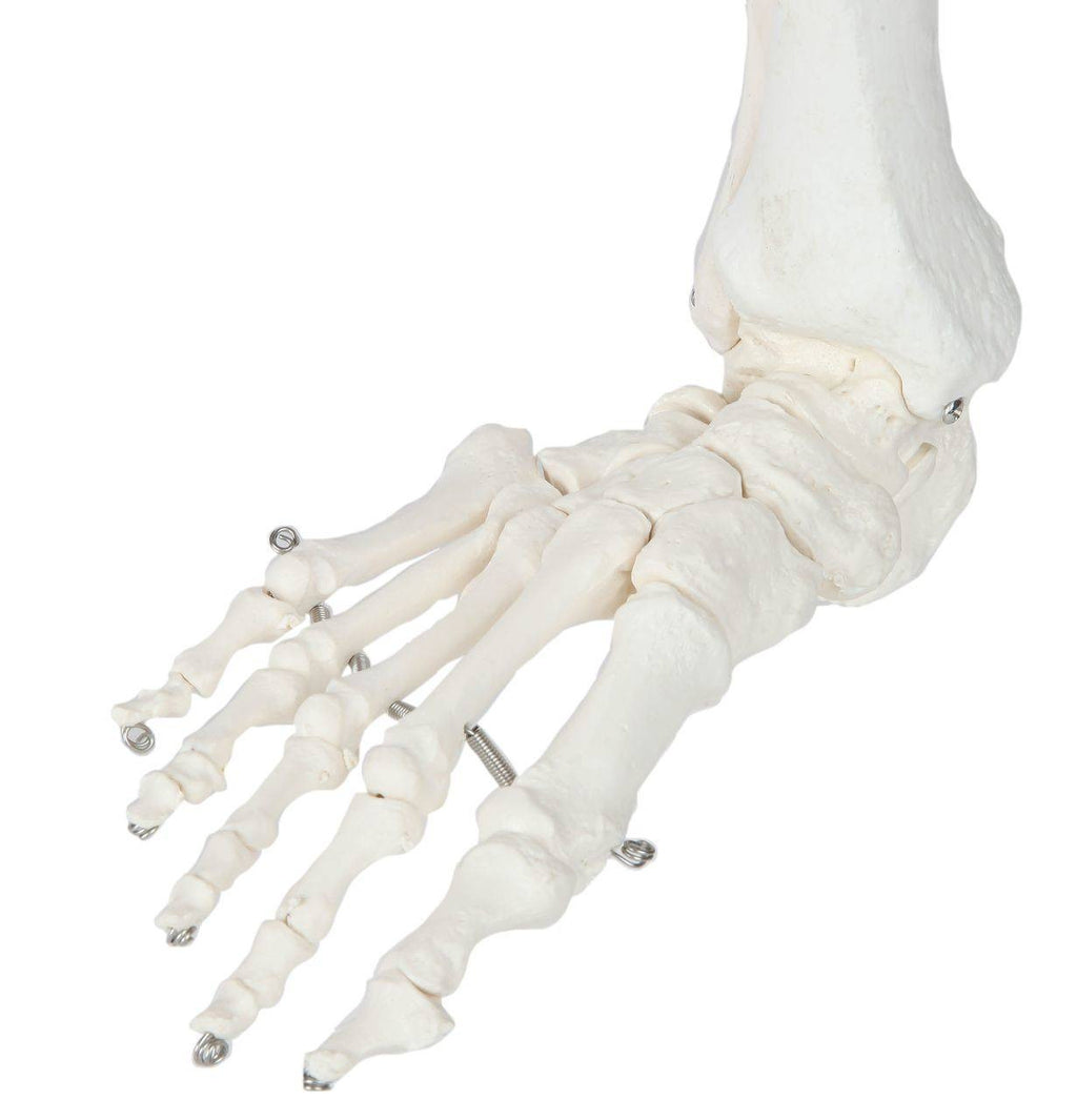 Evotech Scientific Life-Size 36" Human Leg Skeleton with Hip Joint and Articulated Foot Anatomy Model