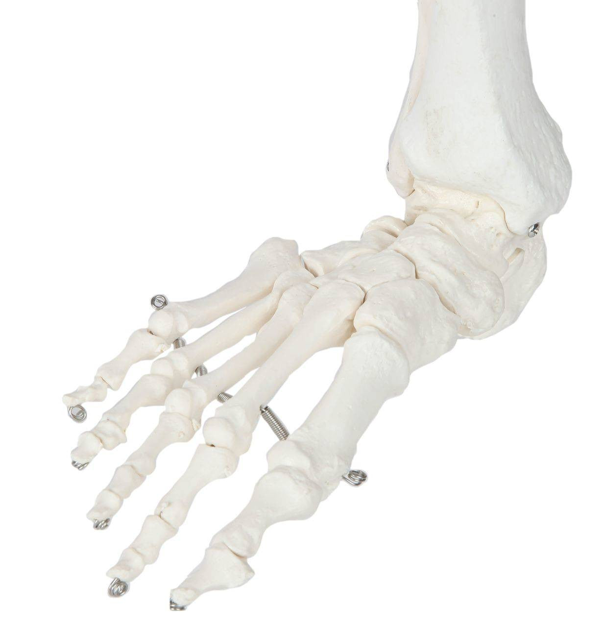 human leg bone structure
