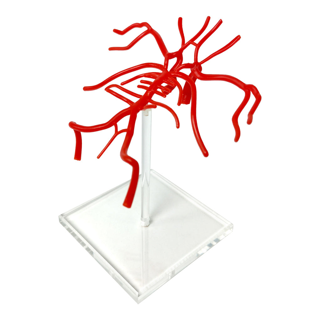 Evotech Scientific Life Size Brain Artery Model