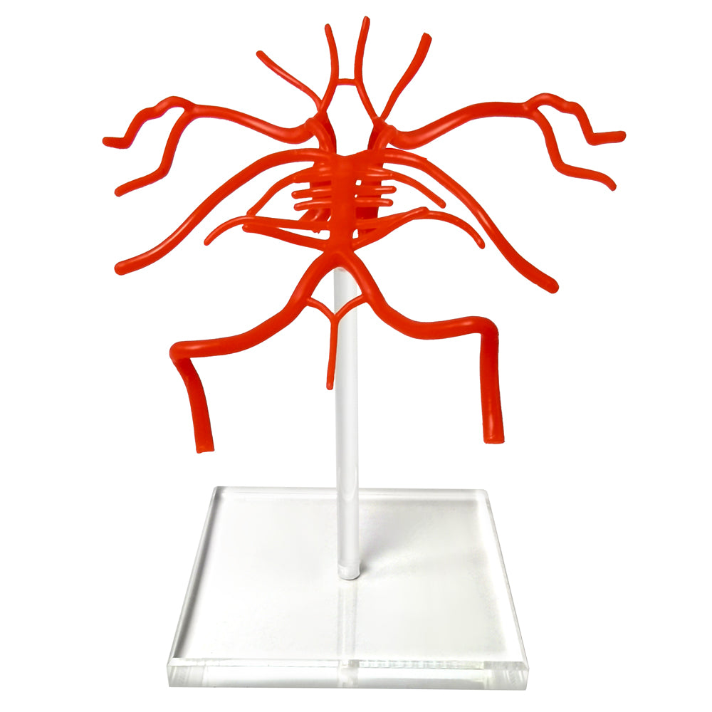 Evotech Scientific Life Size Brain Artery Model