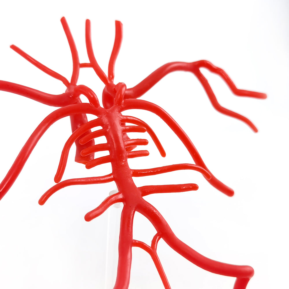 Evotech Scientific Life Size Brain Artery Model