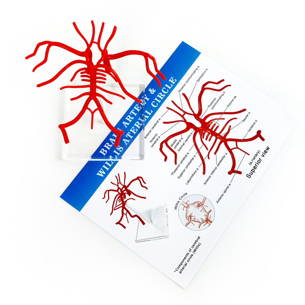 Evotech Scientific Life Size Brain Artery Model