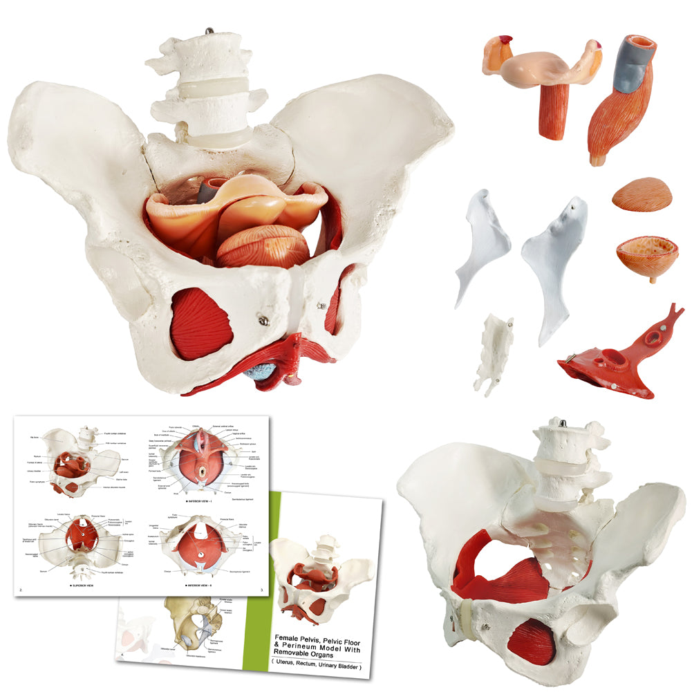 Evotech Scientific Life Size Female Pelvis Model with Pelvic Floor Muscles and Reproductive Organs