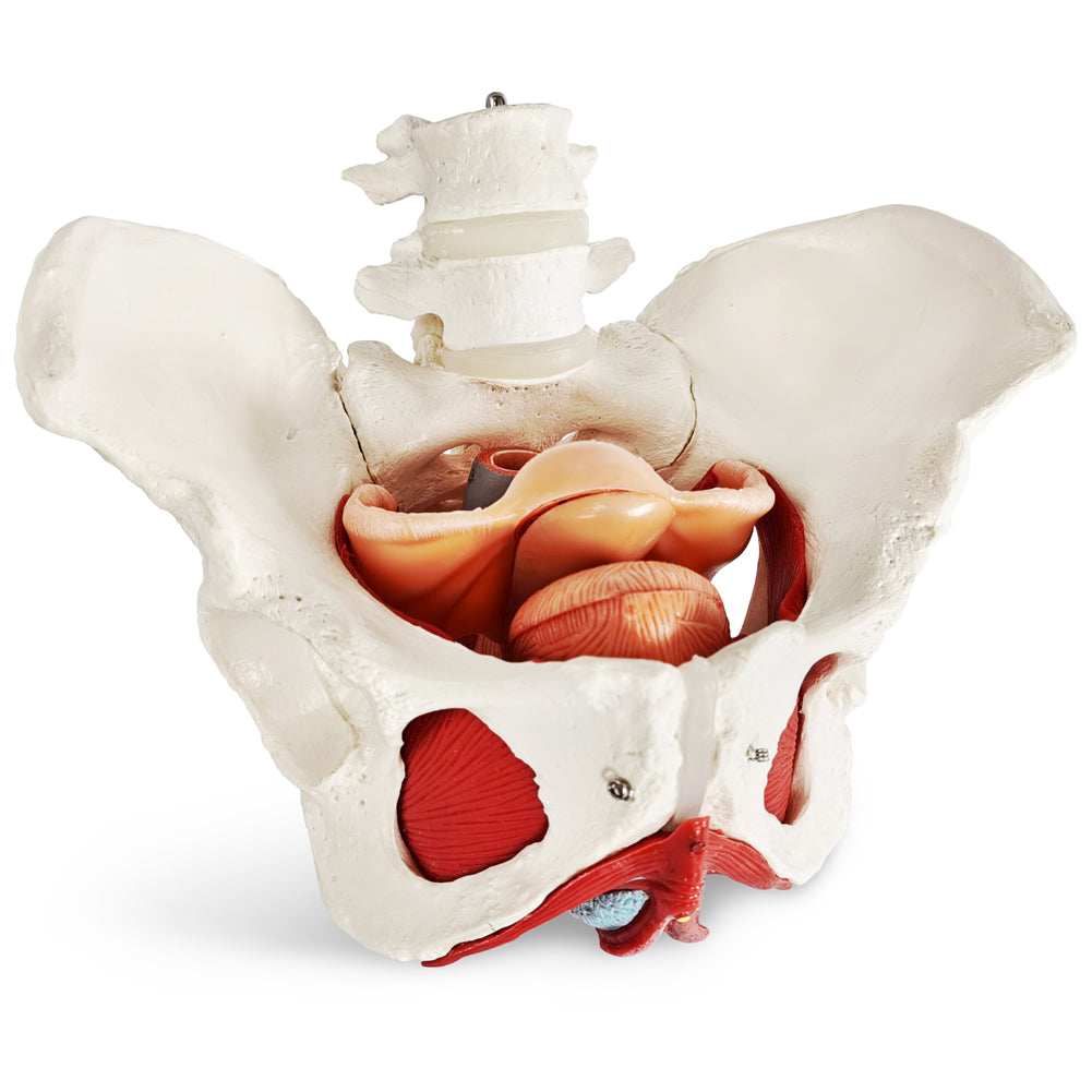Life Size Female Pelvis Model - Anatomical Pelvis With Pelvic Floor Muscles For Medical Training
