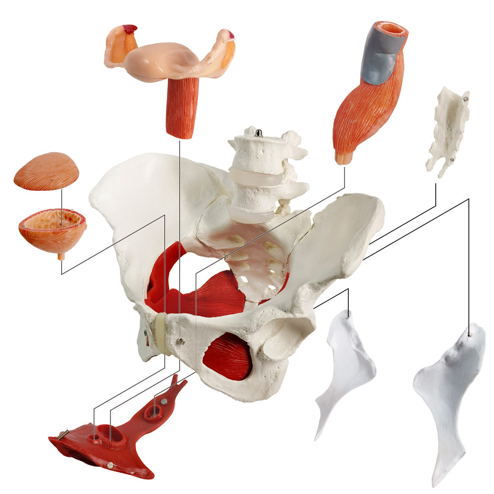 Evotech Scientific Life Size Female Pelvis Model with Pelvic Floor Muscles and Reproductive Organs