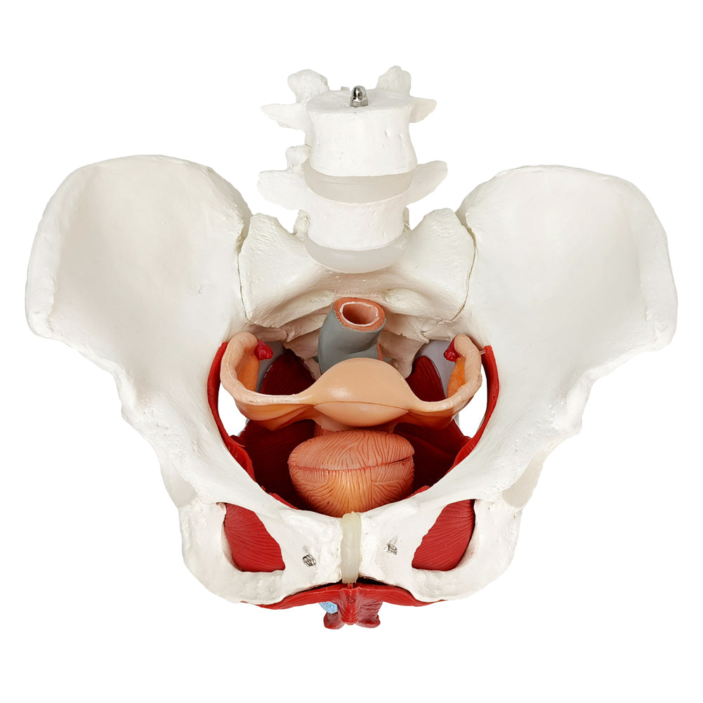 Evotech Scientific Life Size Female Pelvis Model with Pelvic Floor Muscles and Reproductive Organs