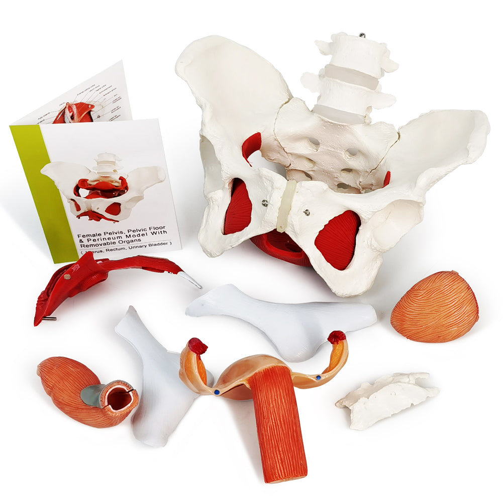 Evotech Scientific Life Size Female Pelvis Model with Pelvic Floor Muscles and Reproductive Organs