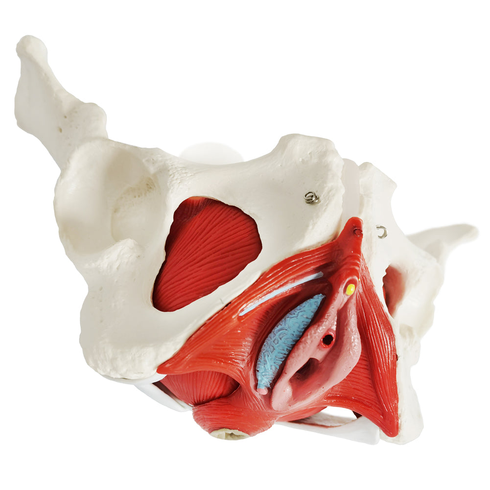 Evotech Scientific Life Size Female Pelvis Model with Pelvic Floor Muscles and Reproductive Organs
