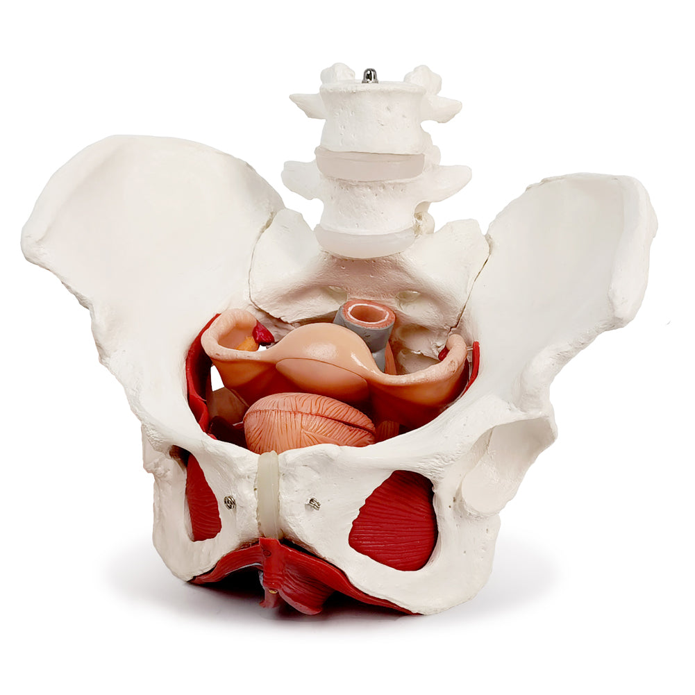 Evotech Scientific Life Size Female Pelvis Model with Pelvic Floor Muscles and Reproductive Organs