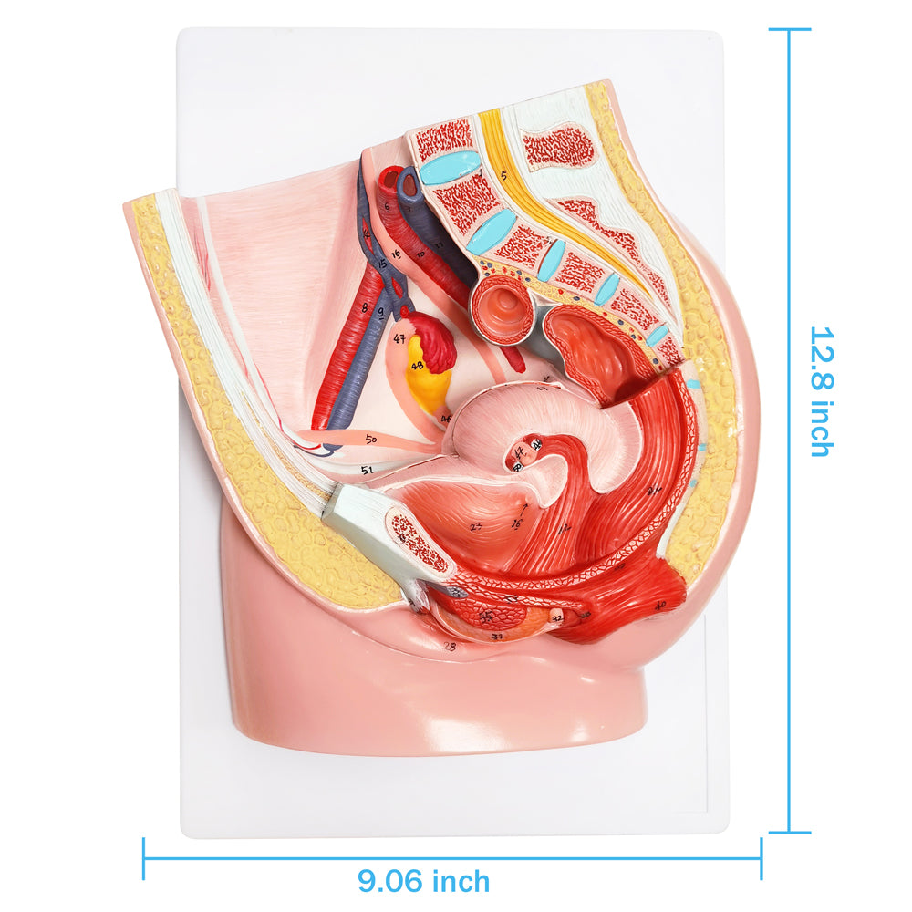 Evotech Scientific Life Size Female Pelvis Reproductive Anatomy Model with Muscular, Urinary, Reproductive System