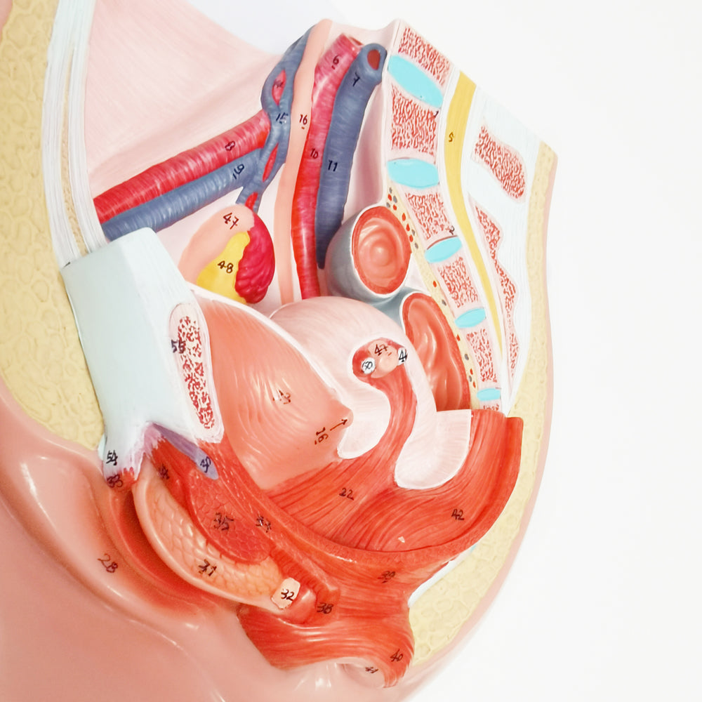 Evotech Scientific Life Size Female Pelvis Reproductive Anatomy Model with Muscular, Urinary, Reproductive System