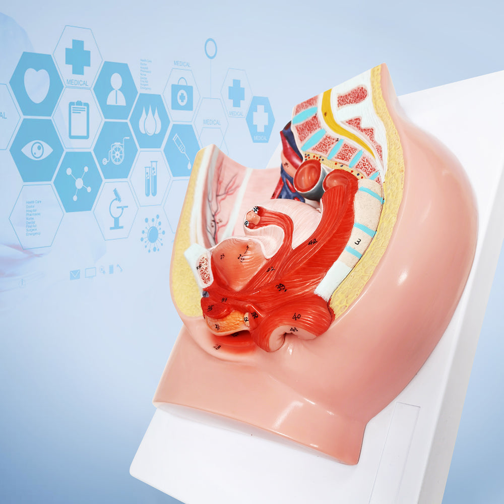 Evotech Scientific Life Size Female Pelvis Reproductive Anatomy Model with Muscular, Urinary, Reproductive System