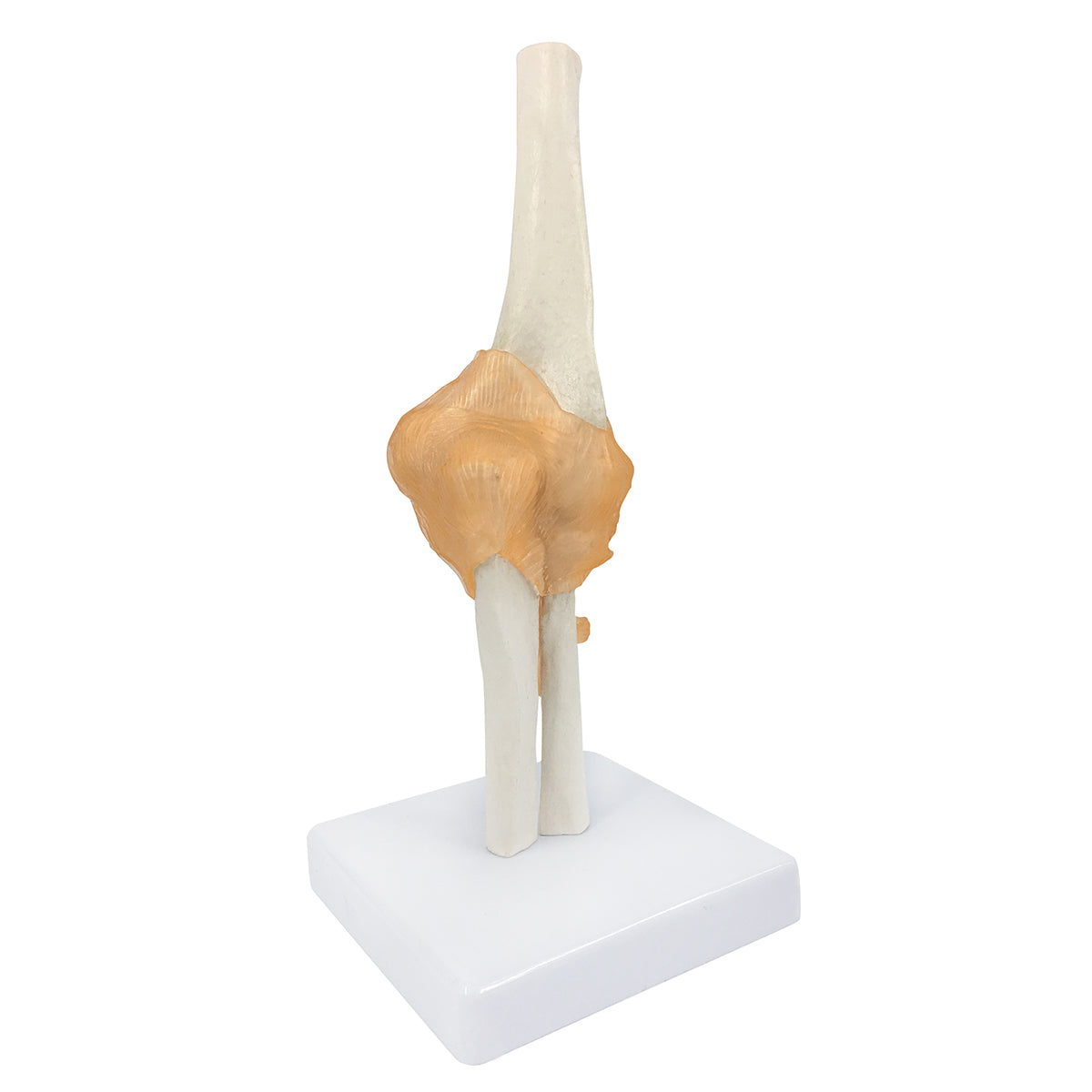 Evotech Scientific Life-Size Flexible Elbow Joint with Realistic and Soft Ligament
