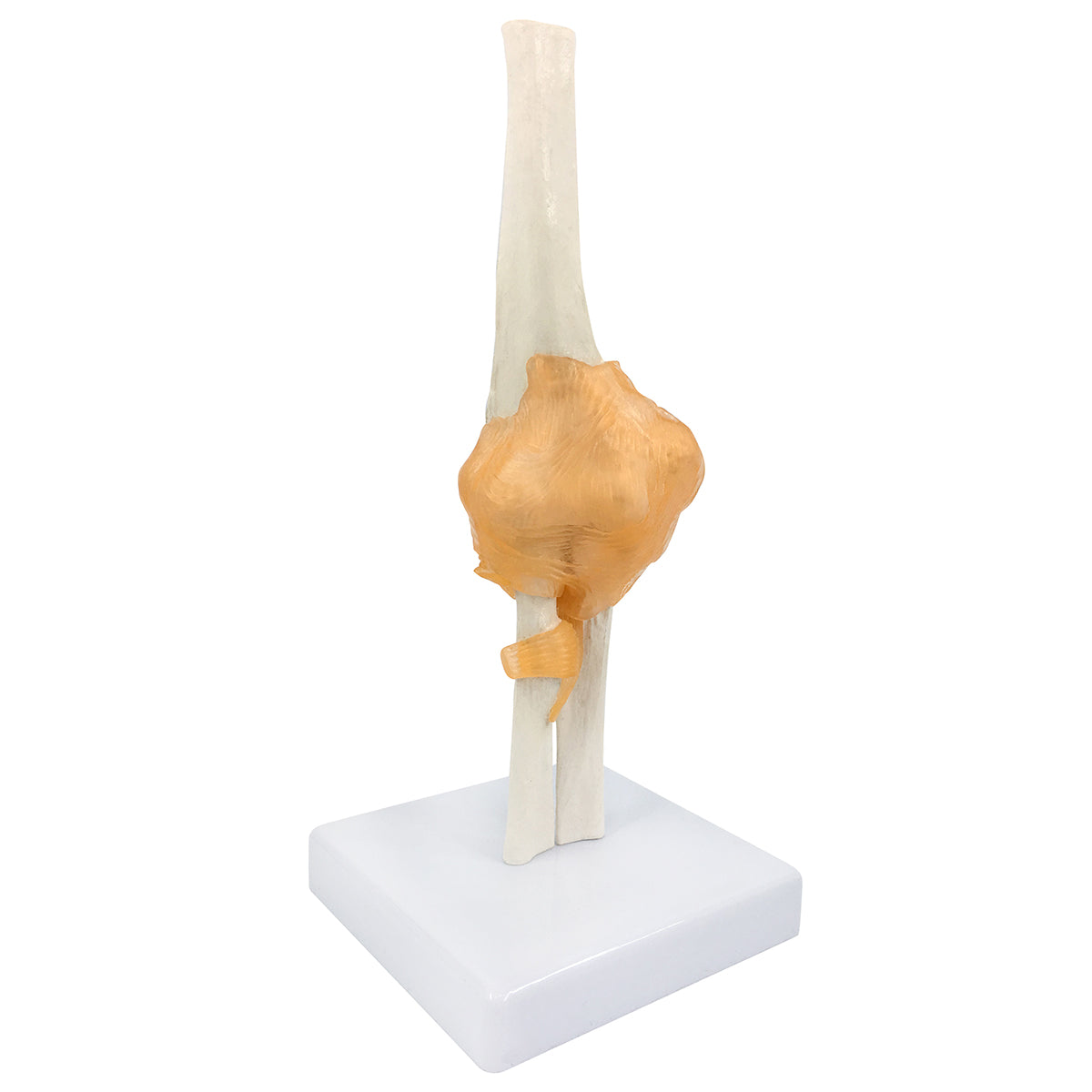 Evotech Scientific Life-Size Flexible Elbow Joint with Realistic and Soft Ligament