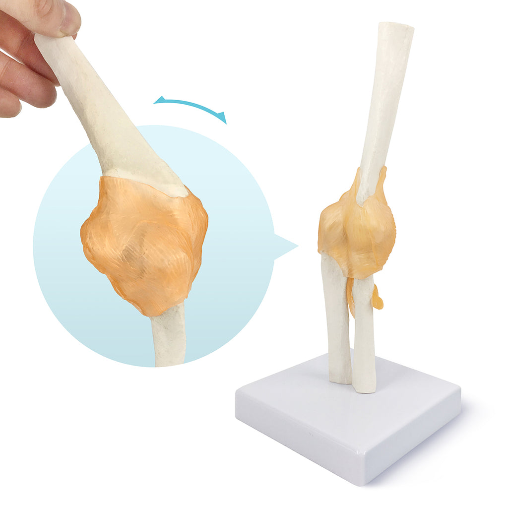 Evotech Scientific Life-Size Flexible Elbow Joint with Realistic and Soft Ligament