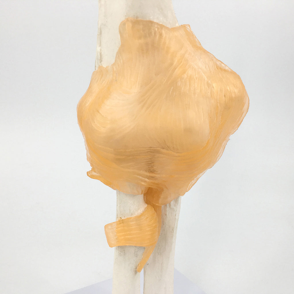 Evotech Scientific Life-Size Flexible Elbow Joint with Realistic and Soft Ligament