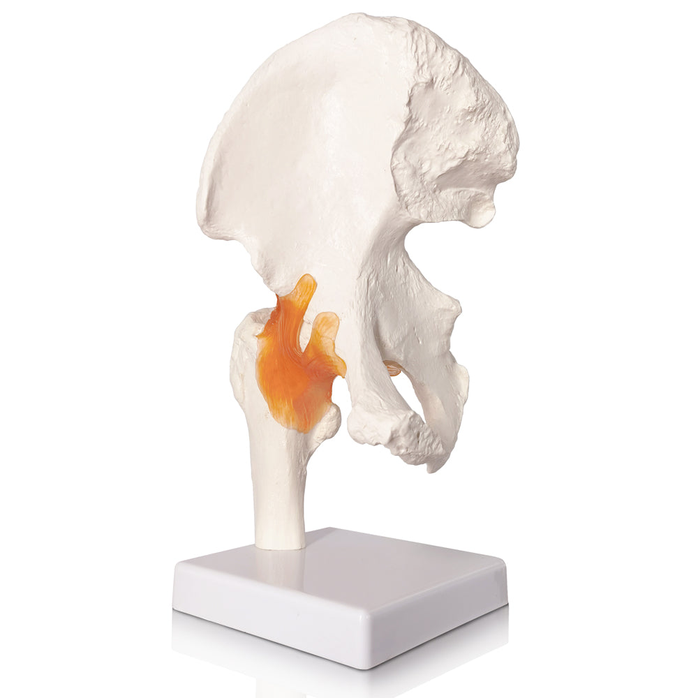 Evotech Scientific Life-Size Hip Bone Model with Flexible Ligaments and Bony Landmarks