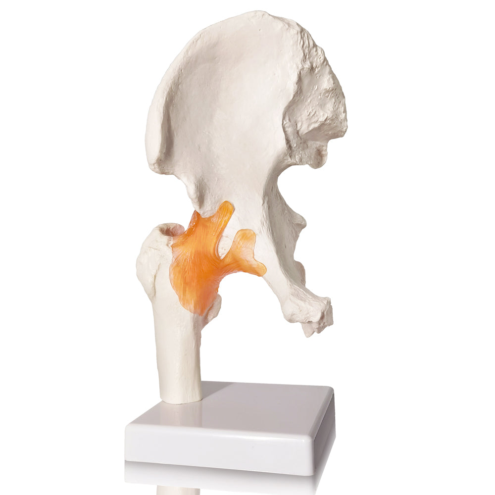 Evotech Scientific Life-Size Hip Bone Model with Flexible Ligaments and Bony Landmarks