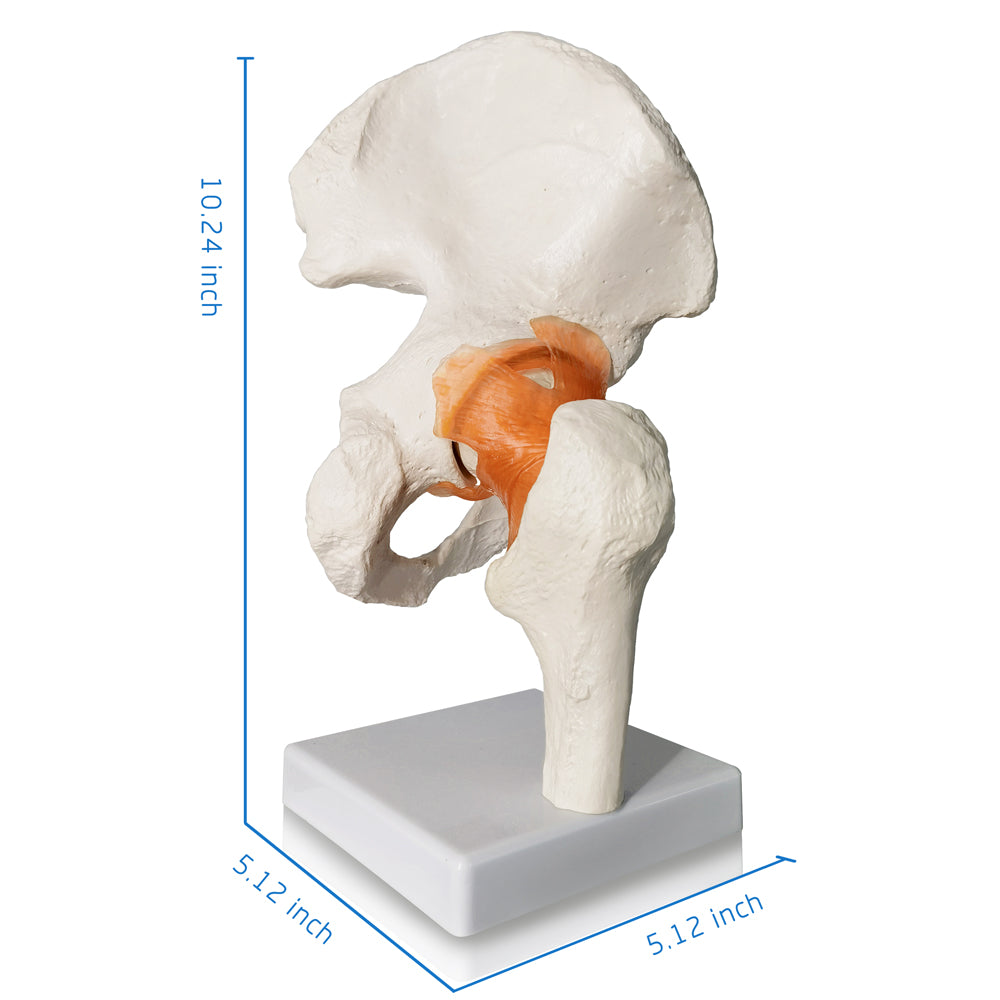 Evotech Scientific Life-Size Hip Bone Model with Flexible Ligaments and Bony Landmarks
