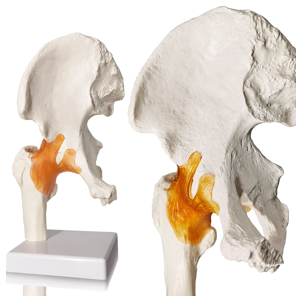 Evotech Scientific Life-Size Hip Bone Model with Flexible Ligaments and Bony Landmarks