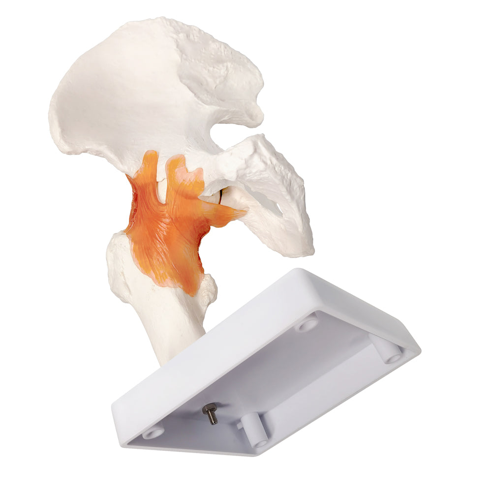 Evotech Scientific Life-Size Hip Bone Model with Flexible Ligaments and Bony Landmarks