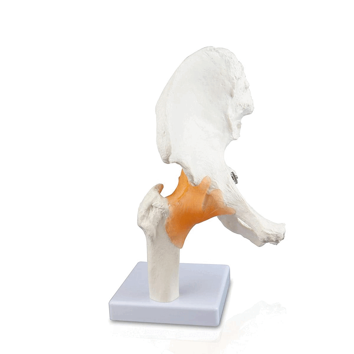 Evotech Scientific Life-Size Hip Bone Model with Flexible Ligaments and Bony Landmarks